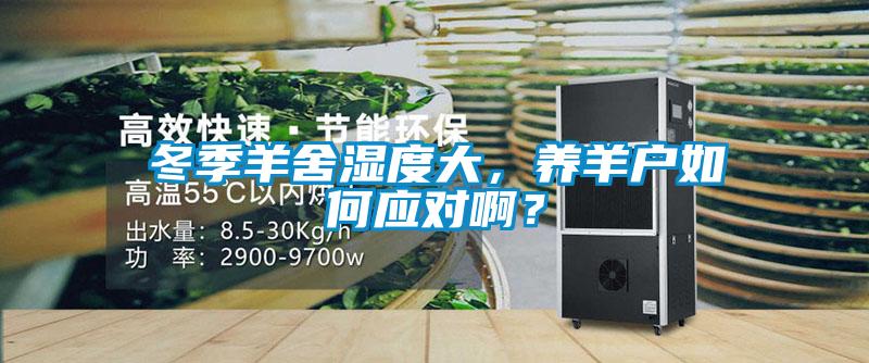 冬季羊舍濕度大，養(yǎng)羊戶如何應對??？