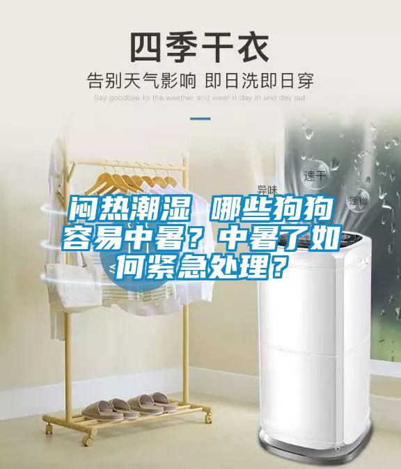 悶熱潮濕 哪些狗狗容易中暑？中暑了如何緊急處理？
