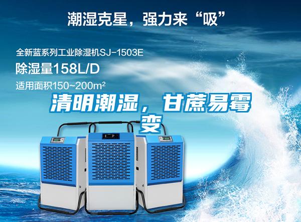 清明潮濕，甘蔗易霉變