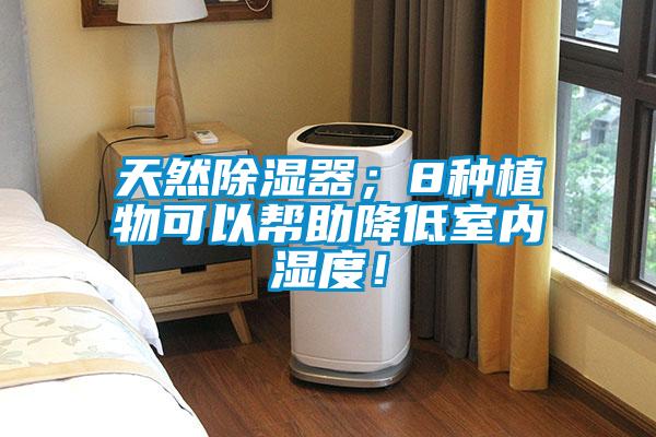 天然除濕器；8種植物可以幫助降低室內(nèi)濕度！